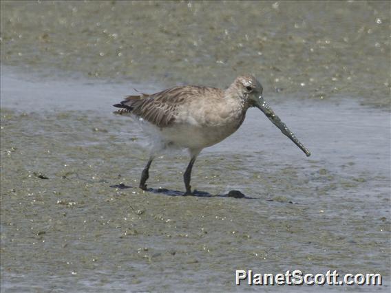 Bar-tailed Godwit (Limosa lapponica)