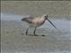 Bar-tailed Godwit (Limosa lapponica)