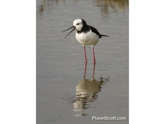 Pied Stilt (Himantopus leucocephalus)