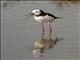 Pied Stilt (Himantopus leucocephalus)