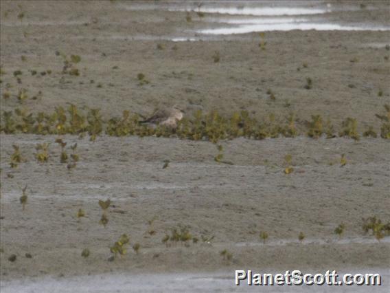 Red-breasted Dotterel (Anarhynchus obscurus)