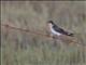 Welcome Swallow (Hirundo neoxena)