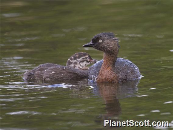 New Zealand Grebe (Poliocephalus rufopectus)