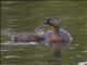 New Zealand Grebe (Poliocephalus rufopectus)