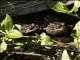 California Red-legged Frog (Rana draytonii)