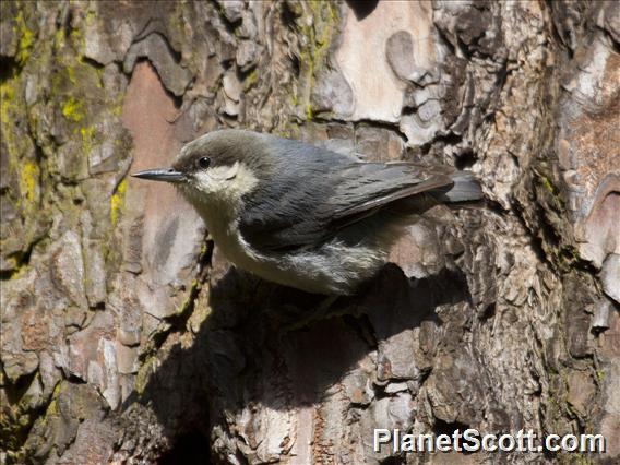 Pygmy Nuthatch (Sitta pygmaea)