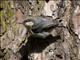 Pygmy Nuthatch (Sitta pygmaea)