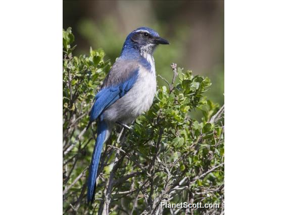 California Scrub-Jay (Aphelocoma californica)