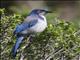 Western Scrub-Jay (Aphelocoma californica)