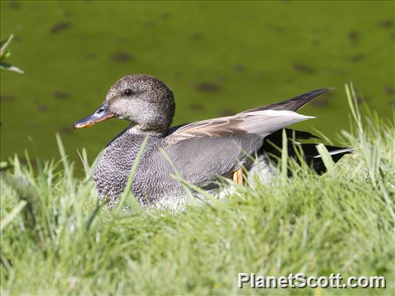 Gadwall (Mareca strepera)