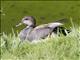 Gadwall (Mareca strepera)