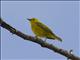 Yellow Warbler (Setophaga petechia)