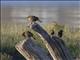 Yellow-headed Blackbird (Xanthocephalus xanthocephalus)