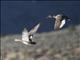 Gadwall (Mareca strepera)