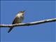 House Wren (Troglodytes aedon)