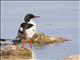 Common Merganser (Mergus merganser)