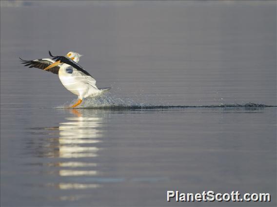 American White Pelican (Pelecanus erythrorhynchos)