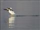 American White Pelican (Pelecanus erythrorhynchos)