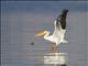 American White Pelican (Pelecanus erythrorhynchos)