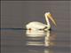 American White Pelican (Pelecanus erythrorhynchos)