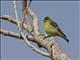 Lesser Goldfinch (Spinus psaltria)