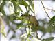 Lazuli Bunting (Passerina amoena) - Female