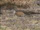 California Ground Squirrel (Otospermophilus beecheyi)