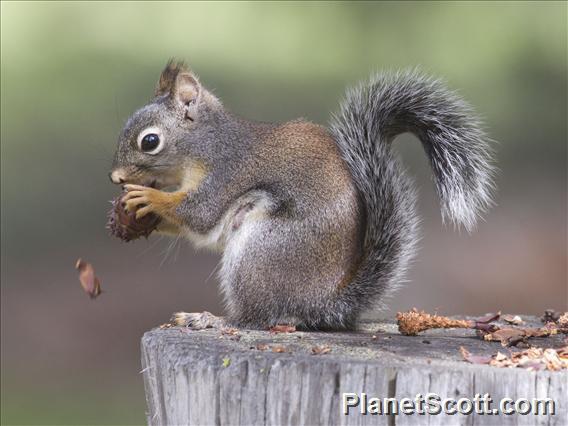 Douglas Squirrel (Tamiasciurus douglasii)