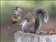 Douglas Squirrel (Tamiasciurus douglasii)