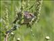 Grasshopper Sparrow (Ammodramus savannarum)