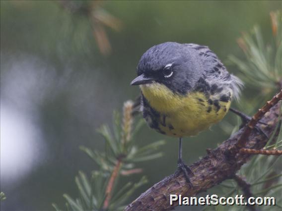 Kirtland's Warbler (Setophaga kirtlandii)