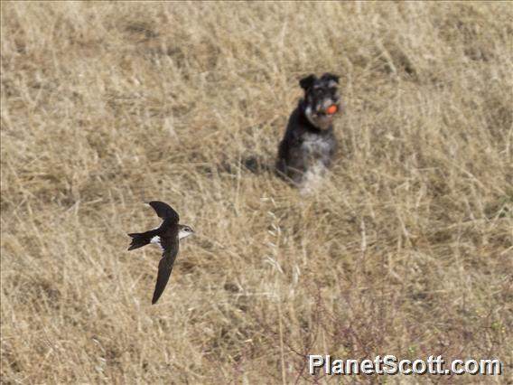 White-throated Swift (Aeronautes saxatalis)