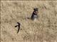 White-throated Swift (Aeronautes saxatalis)