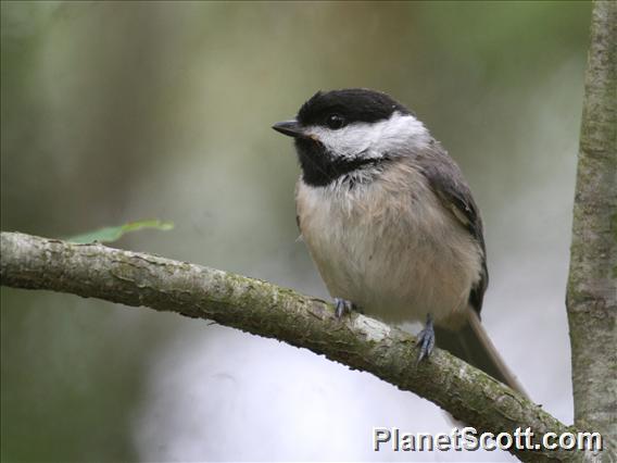 Carolina Chickadee (Poecile carolinensis)