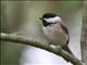 Carolina Chickadee (Poecile carolinensis)