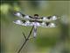 Twelve-spotted Skimmer (Libellula pulchella)