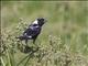 Bobolink (Dolichonyx oryzivorus)