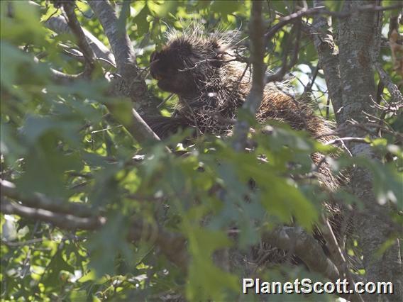 North American Porcupine (Erethizon dorsatum)