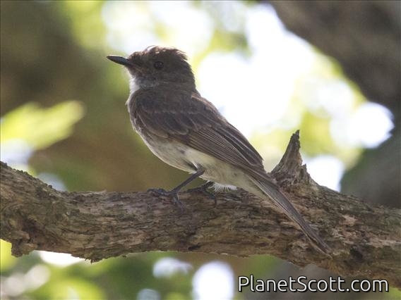 Eastern Phoebe (Sayornis phoebe)