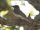 Eastern Phoebe (Sayornis phoebe)