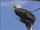 Bald Eagle (Haliaeetus leucocephalus)