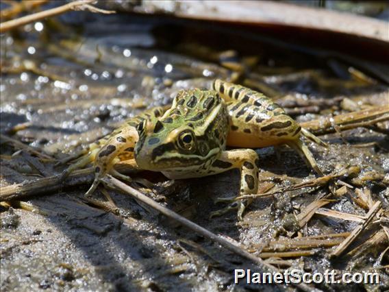 Northern Leopard Frog (Rana pipiens)