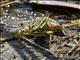 Northern Leopard Frog (Rana pipiens)