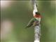 Ruby-throated Hummingbird (Archilochus colubris)