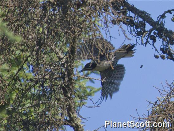 Black-backed Woodpecker (Picoides arcticus)