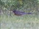 American Robin (Turdus migratorius)