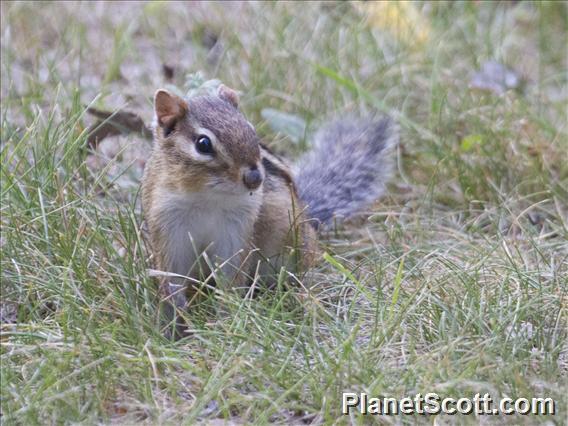 Eastern Chipmunk (Tamias striatus)