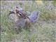 Eastern Chipmunk (Tamias striatus)