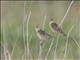 Bobolink (Dolichonyx oryzivorus)