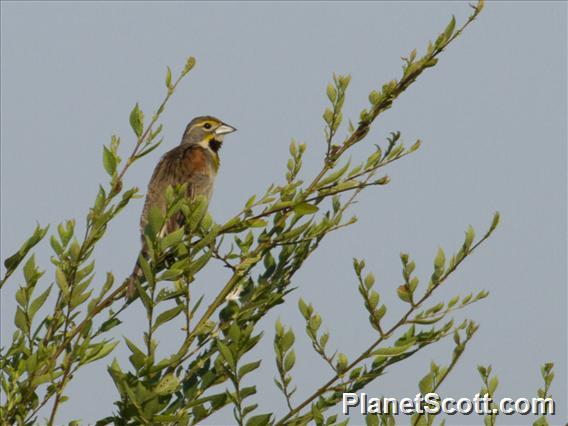 Dickcissel (Spiza americana)